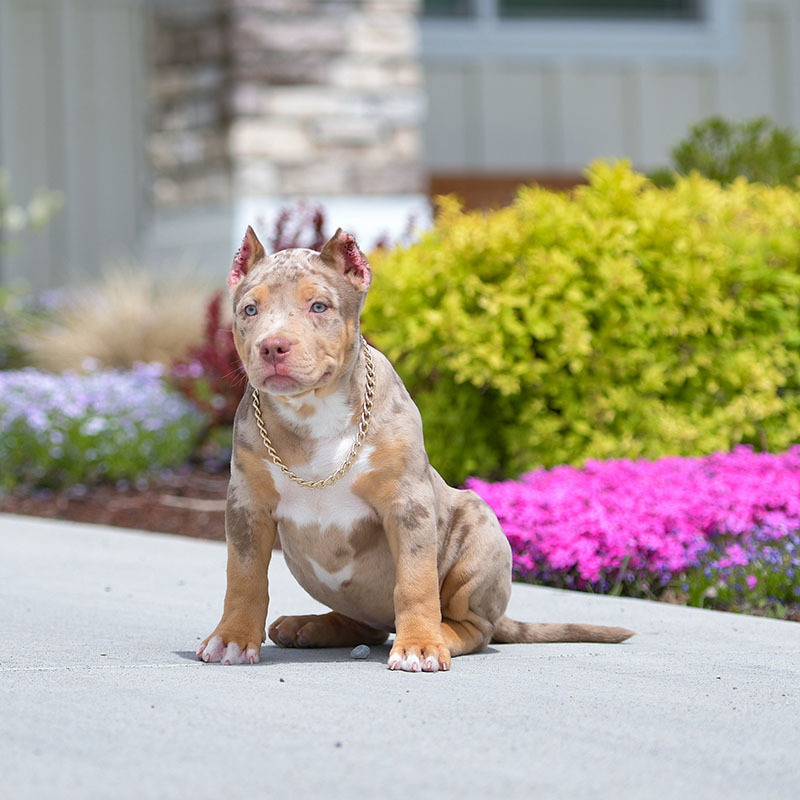 Chocolate merle