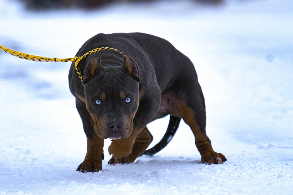 Blue nose Pitbull