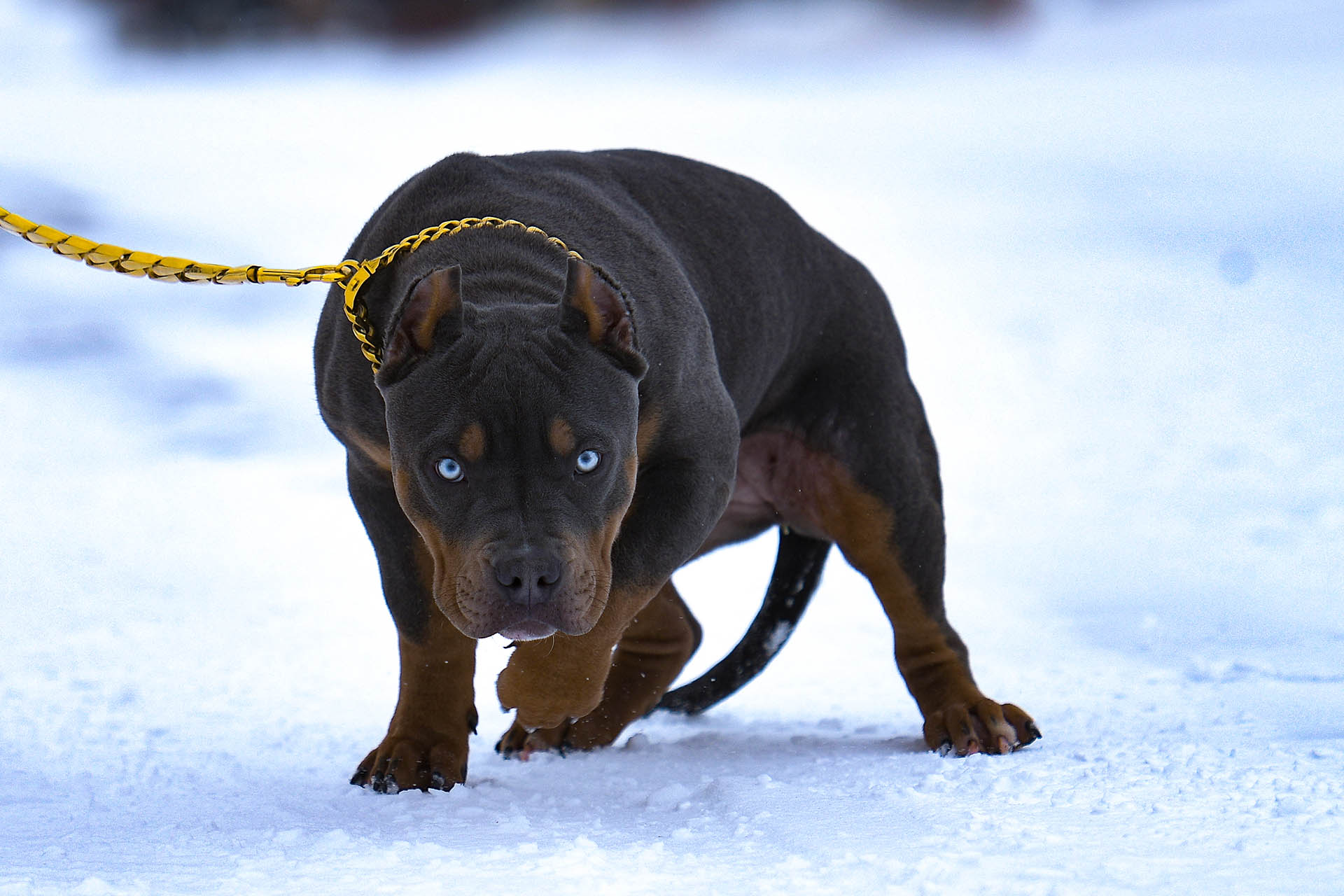 Blue nose XL Pitbull