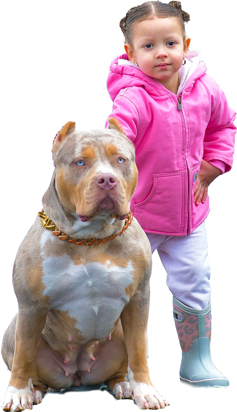 XL Merle American bully wirh family temperament