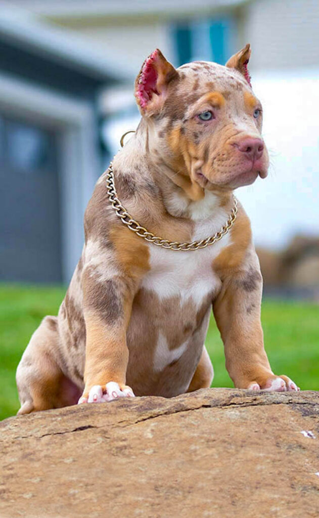 XL Bully for sale