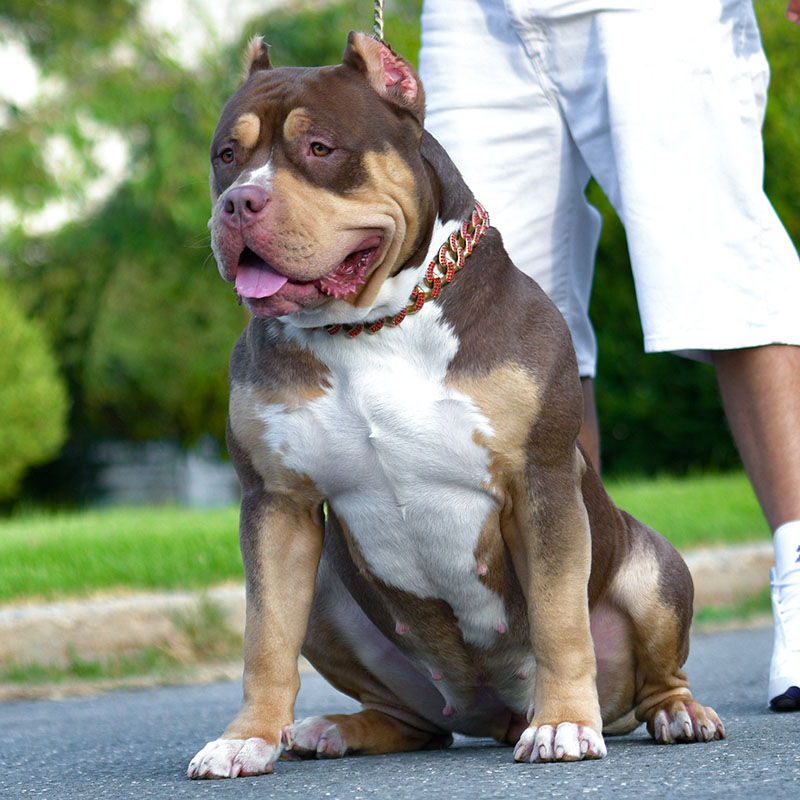 Chocolate American bully